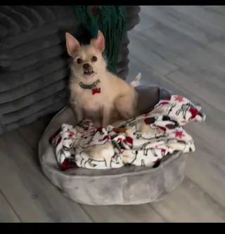 Mr Pepper