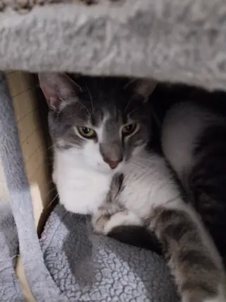 Max * IN FOSTER *