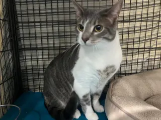 Max * IN FOSTER *