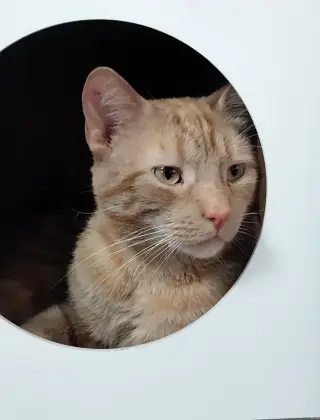 Nado * IN FOSTER *
