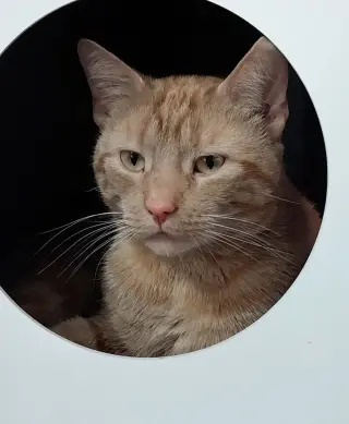 Nado * IN FOSTER *