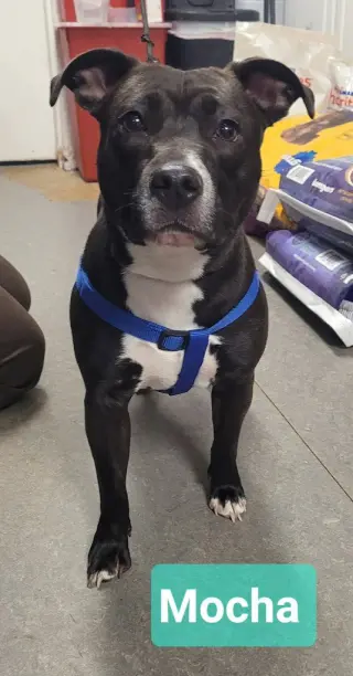 Mocha
