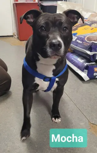 Mocha