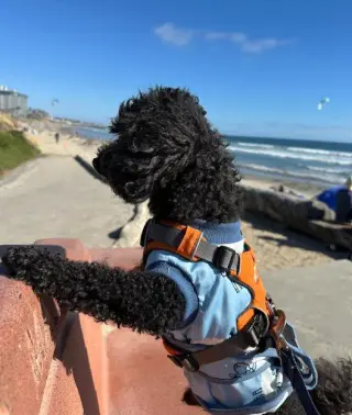 Ruckus