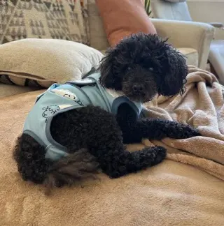 Ruckus