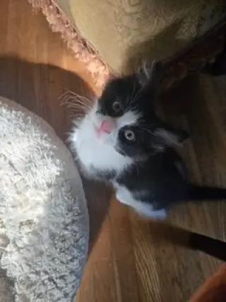 KITTEN BENJI MOON