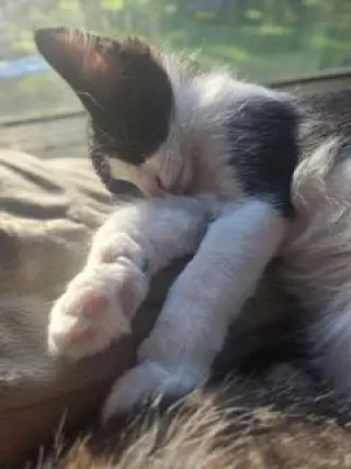 KITTEN BENJI MOON