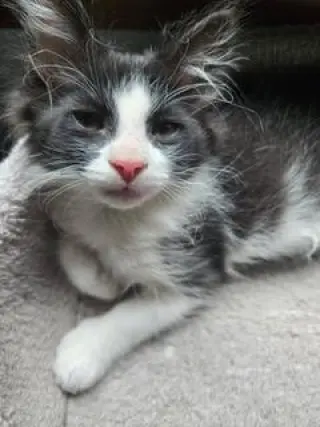 KITTEN BENJI MOON