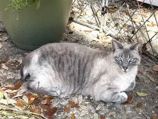 Sammie