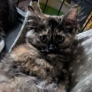 Marzipan (READ!)