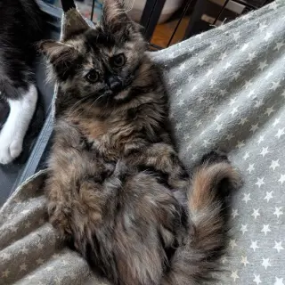 Marzipan (READ!)
