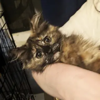Marzipan (READ!)