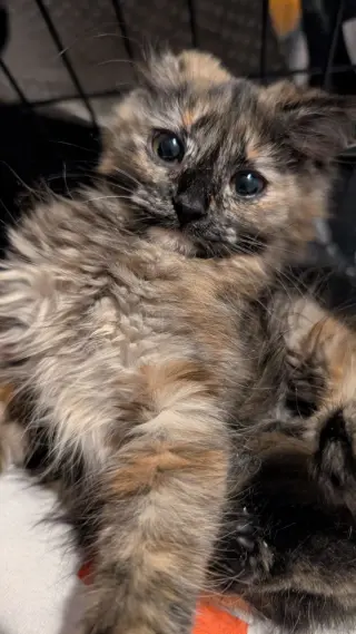 Meatball (READ!)