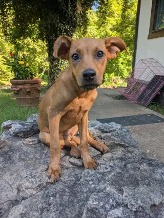Patton
