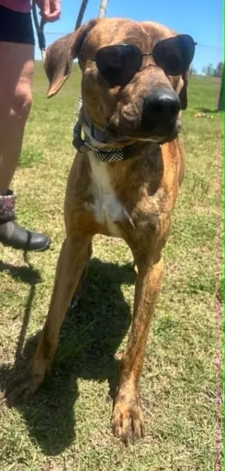 Sarge