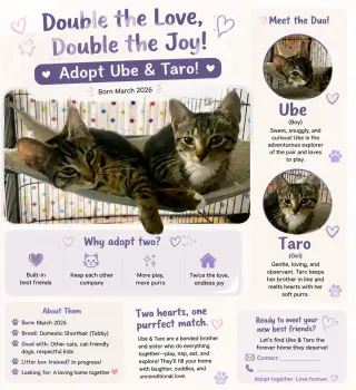 Taro