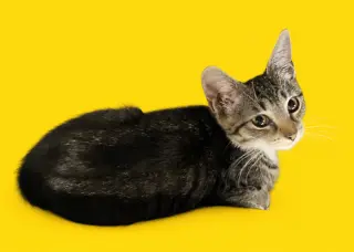 Taro