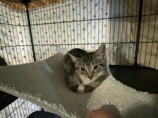 Taro