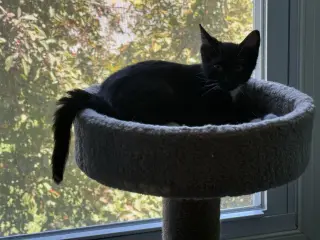 Oz
