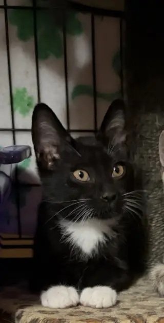 Oz