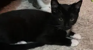 Oz