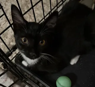Oz