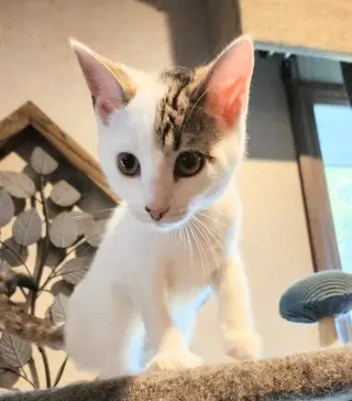 Chihior