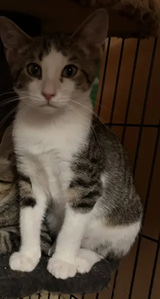 Finn
