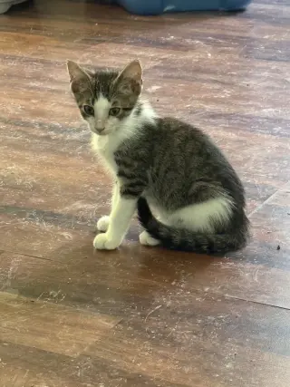 Finn
