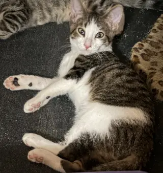 Finn