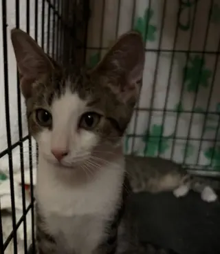 Finn