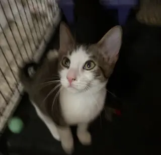 Finn