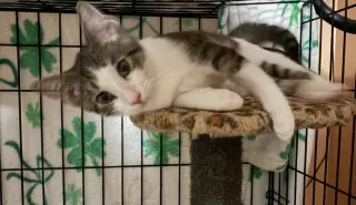 Finn