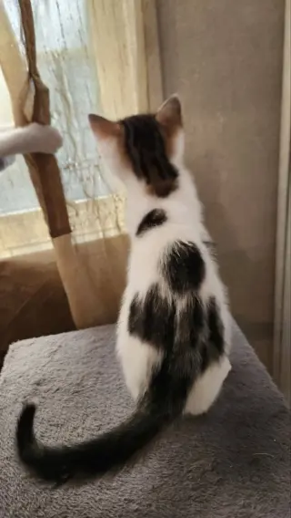 Yobaba