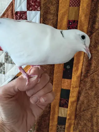 Coco