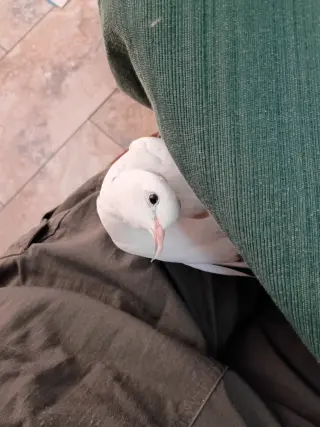 Coco