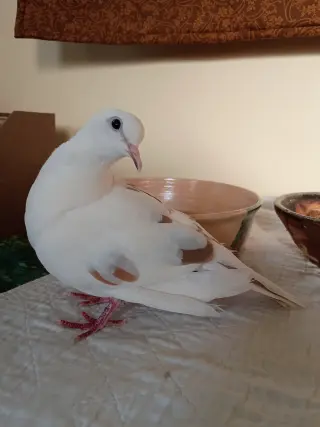 Coco