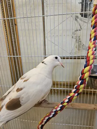 Coco