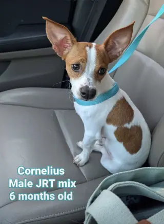 Cornelius- NO MORE APPLICATIONS PLEASE