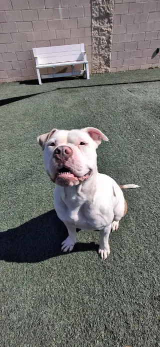 Blanco