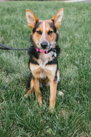 Ava