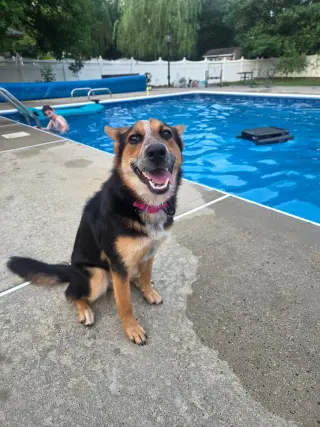 Ava