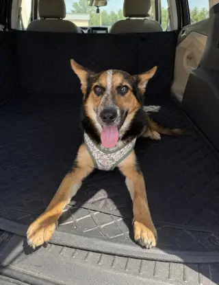 Ava