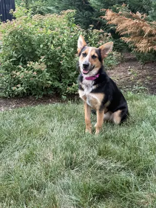Ava