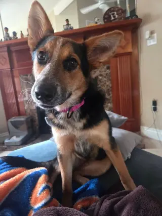 Ava