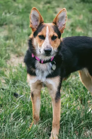 Ava
