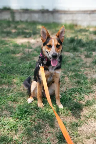 Ava