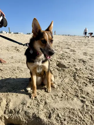 Ava