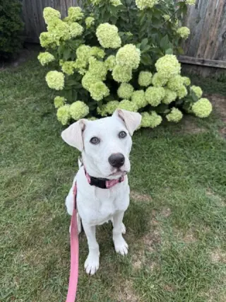 Biscuit (lab) - beautiful girl