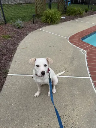 Biscuit (lab) - beautiful girl